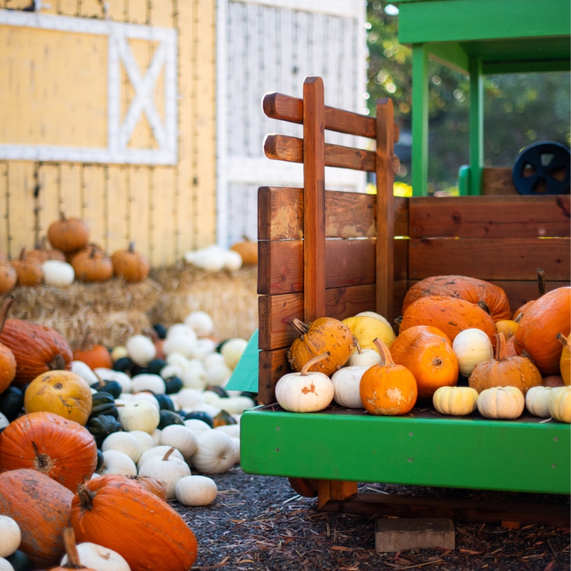 variety of pumpkins at the cambria nursery pumpkin patch