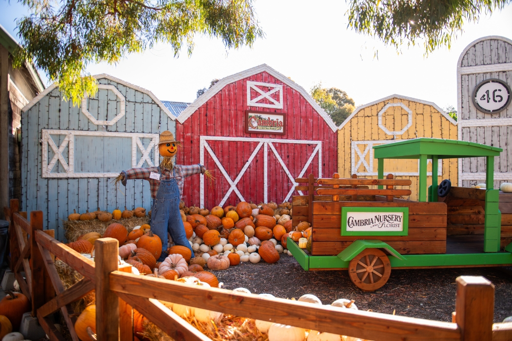 Pumpkin Patch at the Nursery farm scene with a variety of pumpkins