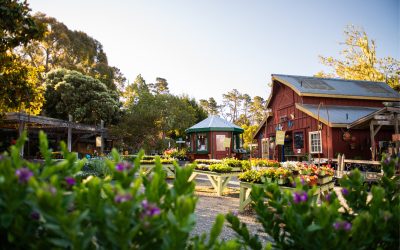Winter Prep Guide: How to Protect Your Garden in Coastal California