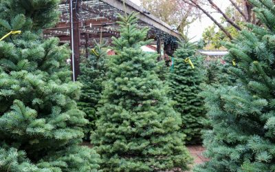 A Nature-Lover’s Guide to Decorating for the Holidays