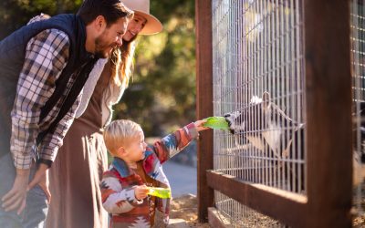 Make a Day of It: Family-Friendly Things to Do at Cambria Nursery This Season