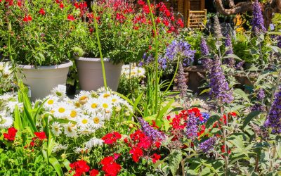 Best Flowers to Plant for Summer Color on the Central Coast