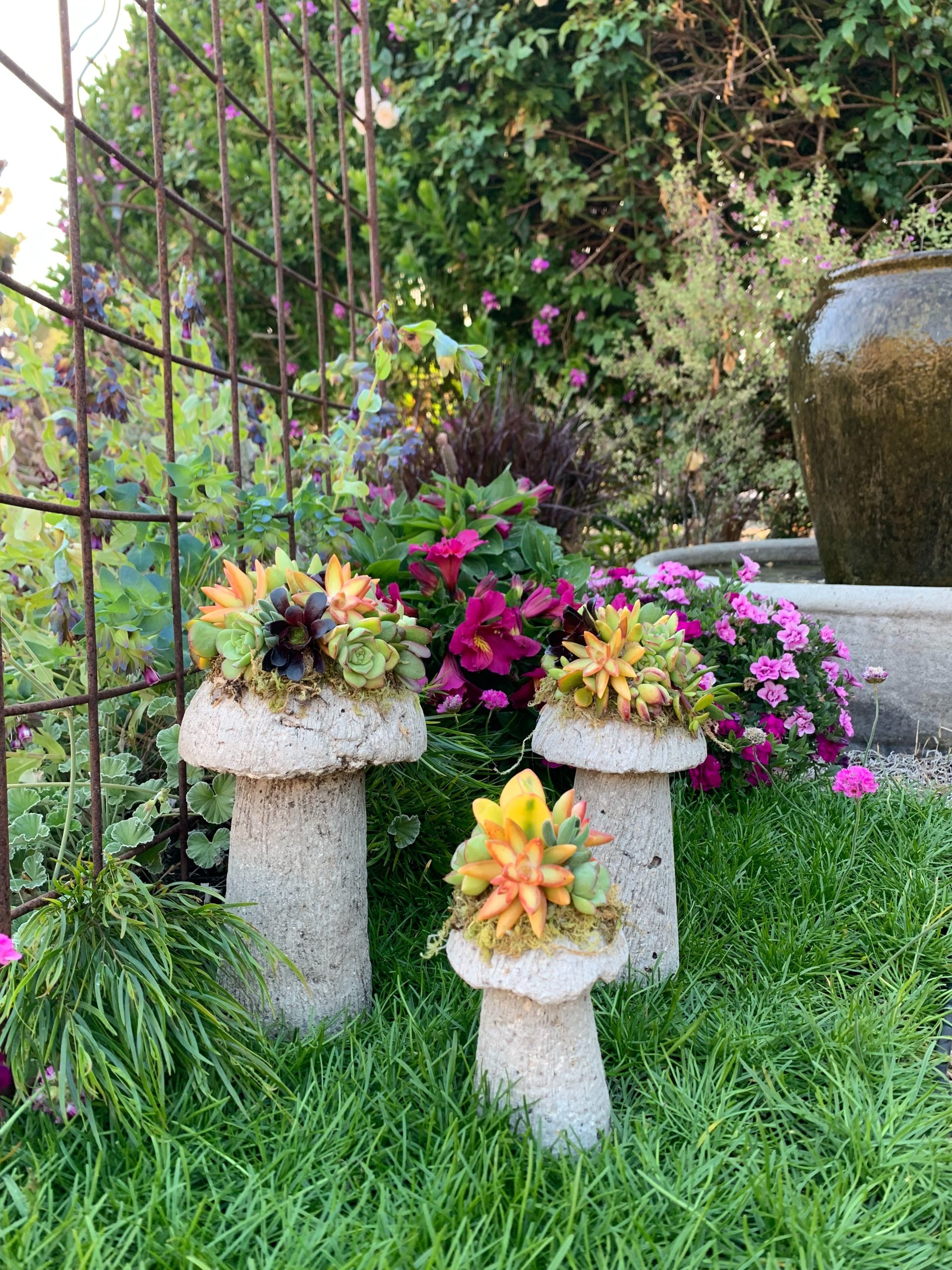 Succulent mushroom example