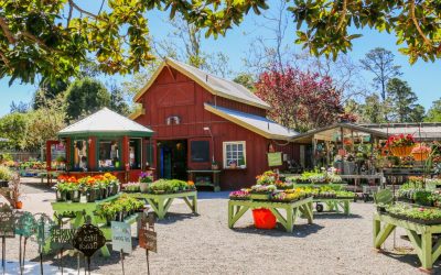 A Local’s Guide to Visiting Cambria Nursery: What to See, Do, and Buy