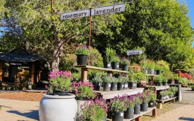 The Complete Central Coast Gardening Guide for Coastal California