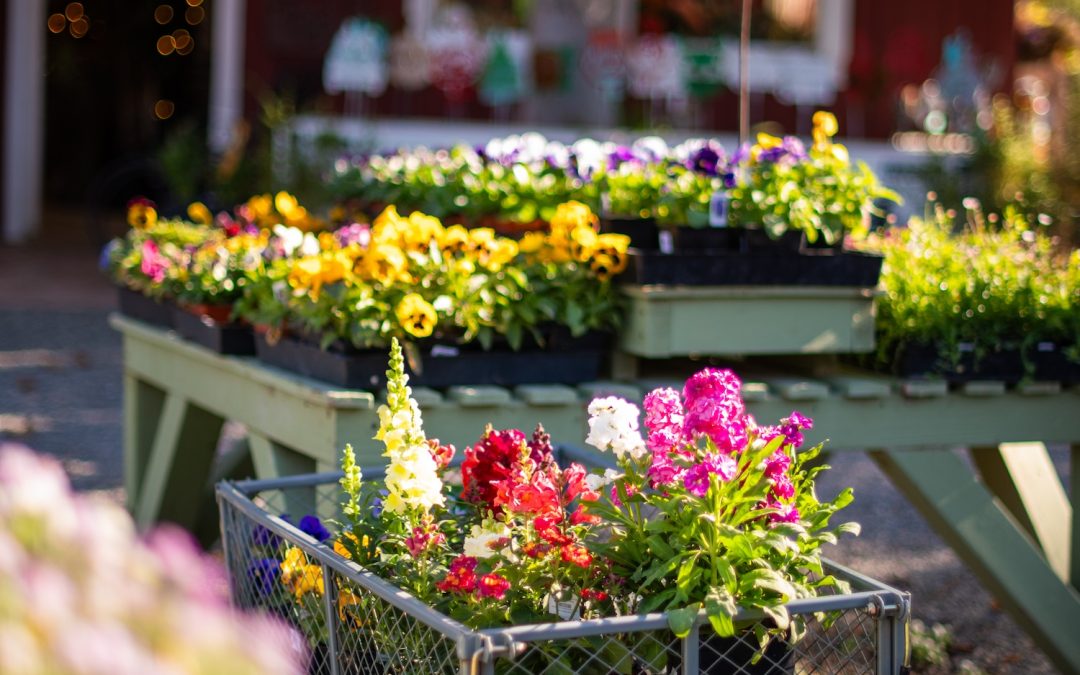 A Walk Through the Gardens at Cambria Nursery: Discover Beauty Around Every Corner