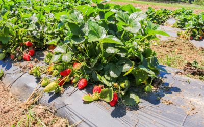 Farmstand Fresh: What’s in Season This Summer at Cambria Nursery