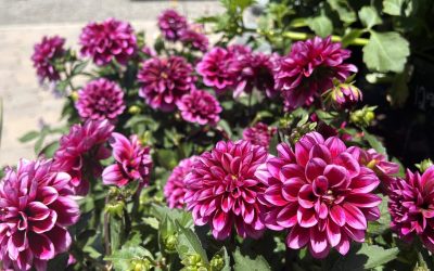 What’s Blooming at Cambria Nursery This Season: Your Complete Guide to Visiting Cambria’s Favorite Garden Destination