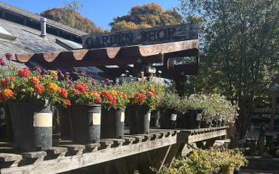 Fall Planting Guide for the Central Coast: What to Plant Now